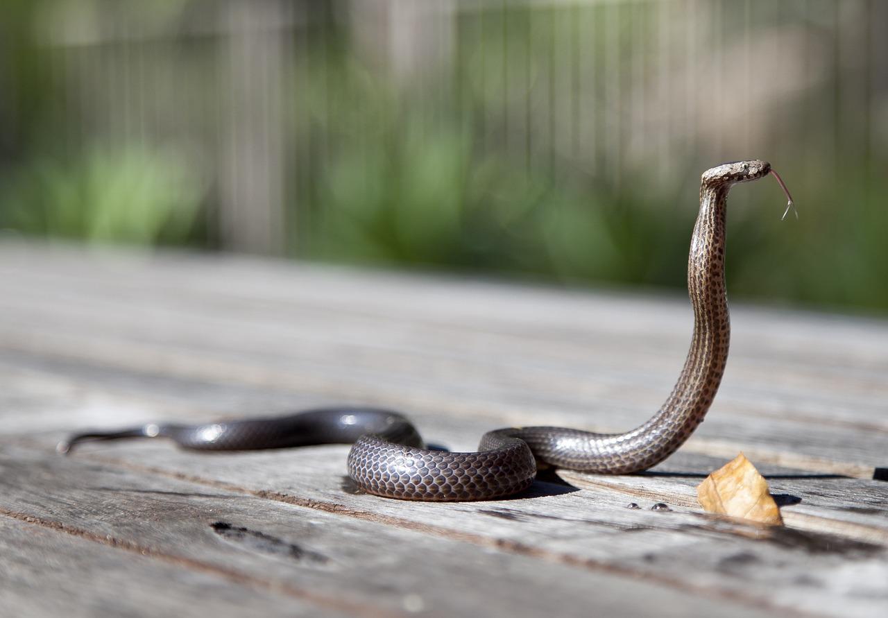 Sonhar Com Cobra Azul, O Que Significa?